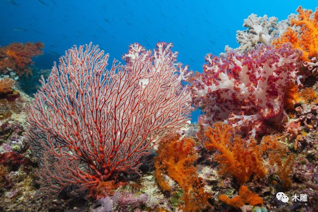 我们都知道或者见过活着的珊瑚,它们在浅海海域成片成片的生长,各种