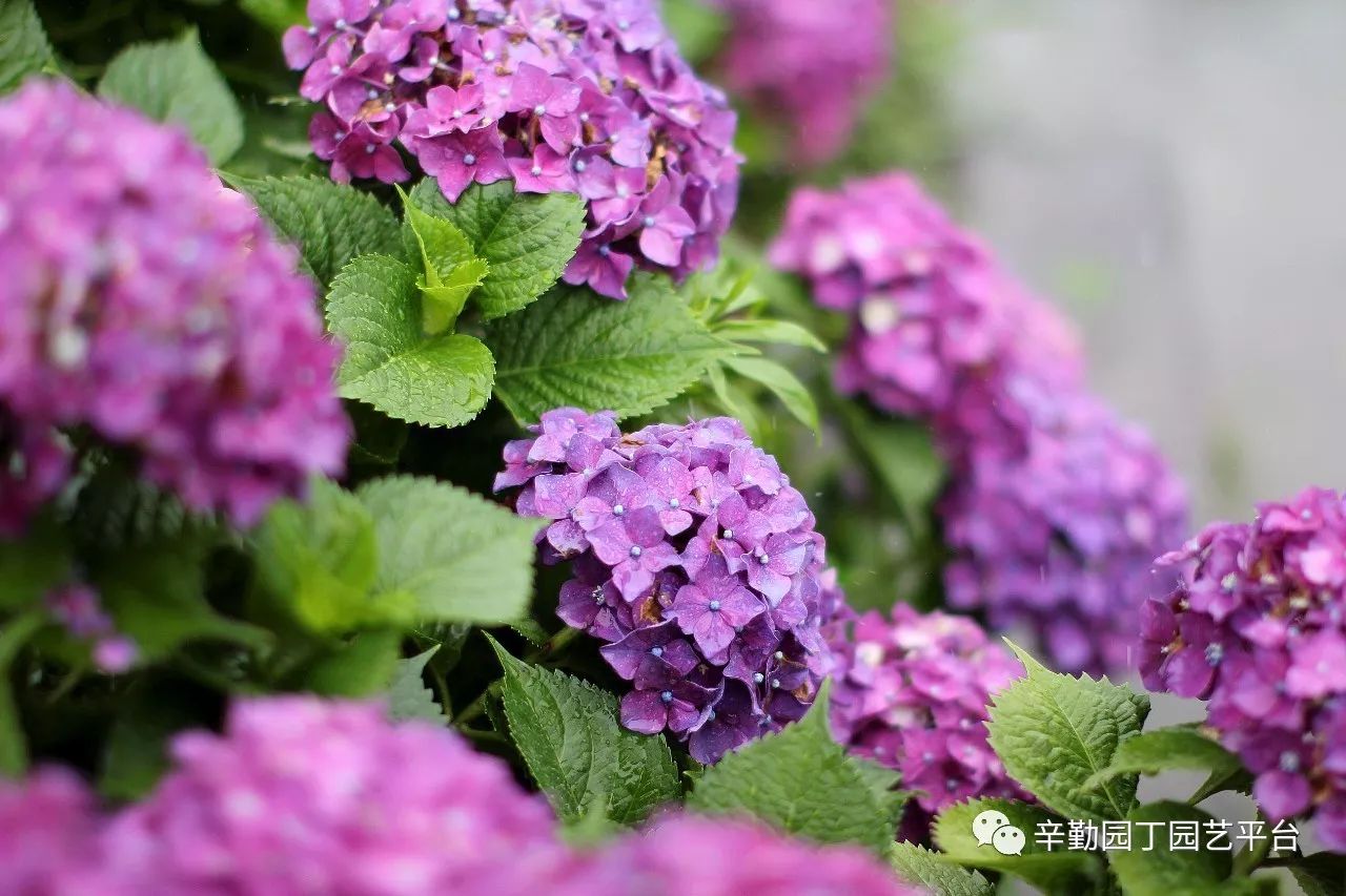 雨中的绣球湖畔花园