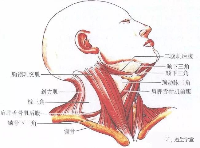 解剖知识丨胸锁乳突肌(一)
