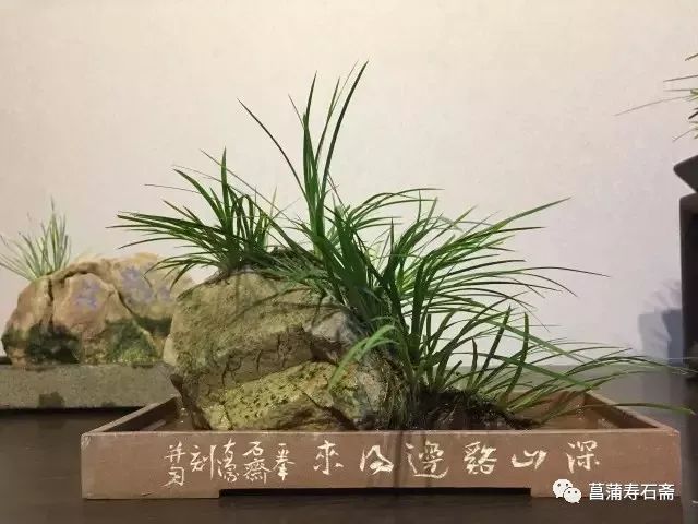 新手初养菖蒲常见的几个问题