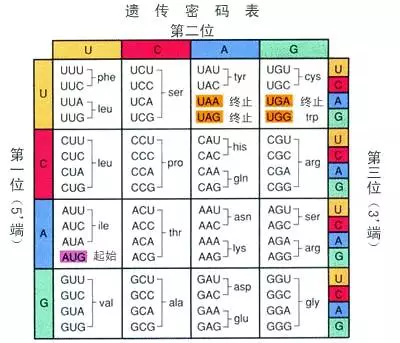 成语遗传什么码_成语故事简笔画(2)