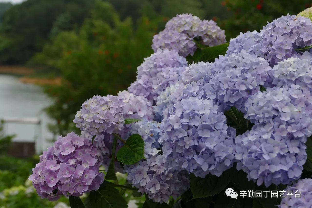 雨中的绣球湖畔花园