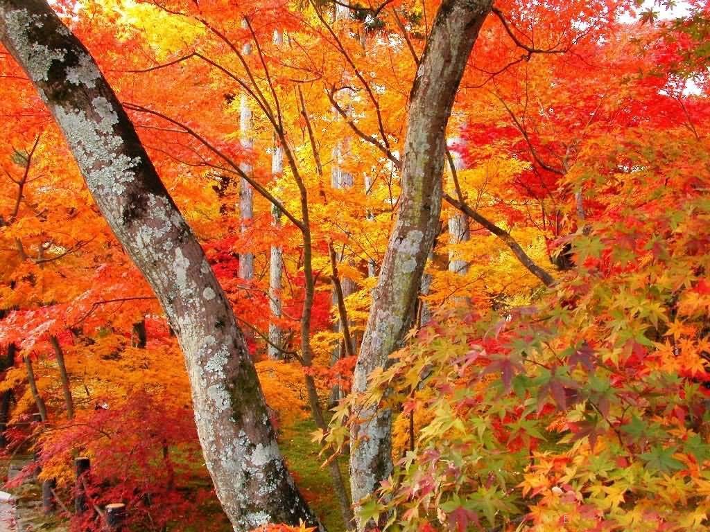 10月下旬至11月中旬,北京香山观赏红叶的最佳时间!
