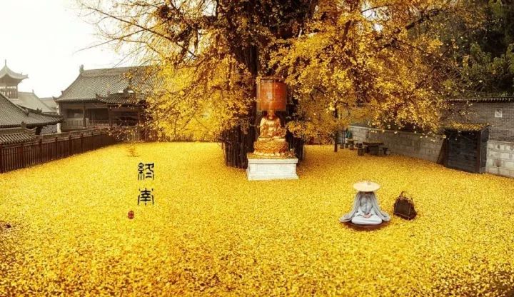 相传,这棵银杏树是当年唐王李世民亲手栽种的