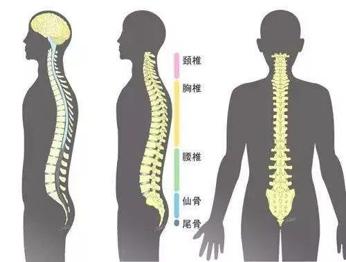 专业分享 | 脊柱生物力学之脊柱生物学功能,运动功能,关节活动度