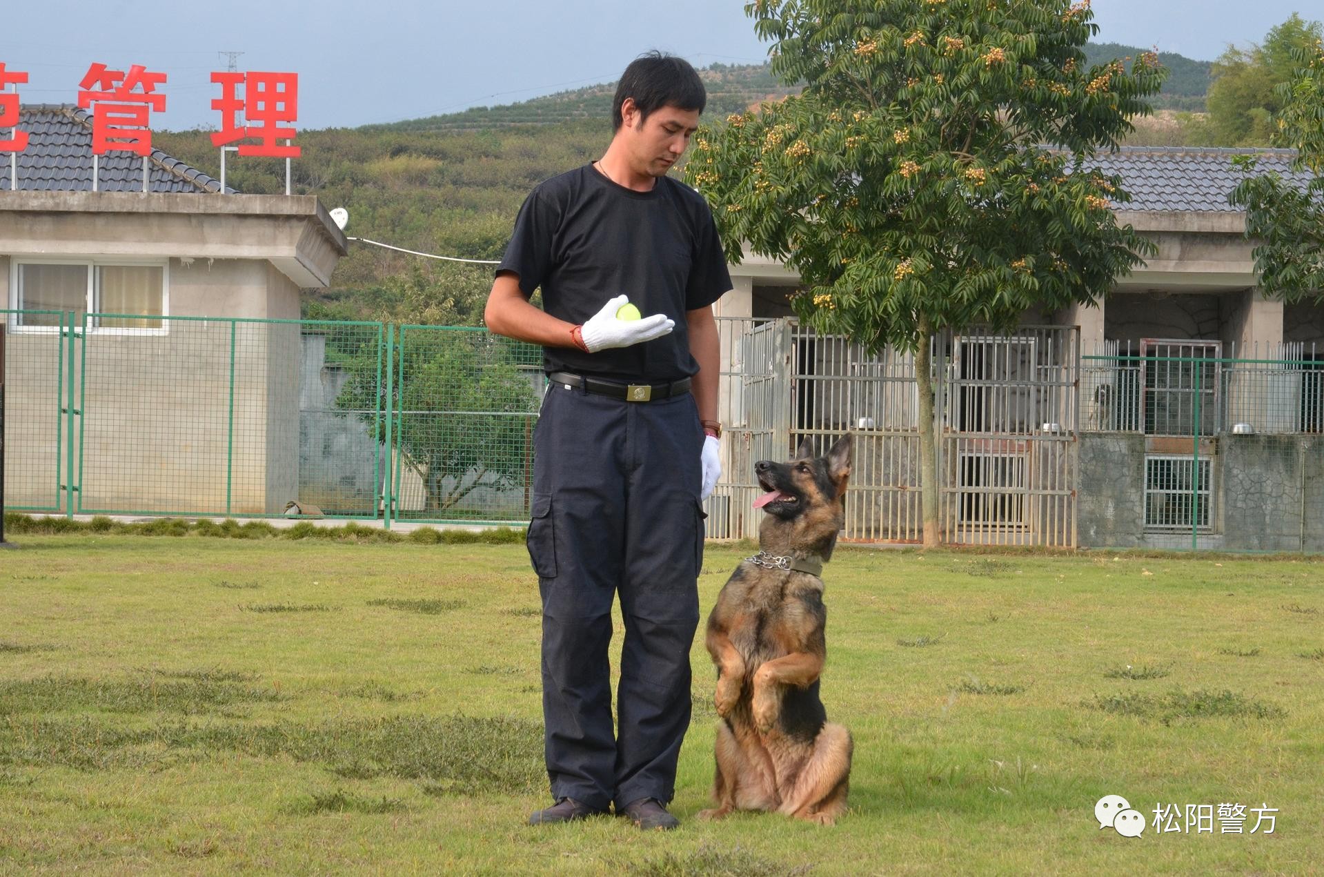 ("爬梯,这可是我的强项~")先来一波现场图:松阳县公安局警犬训练基地