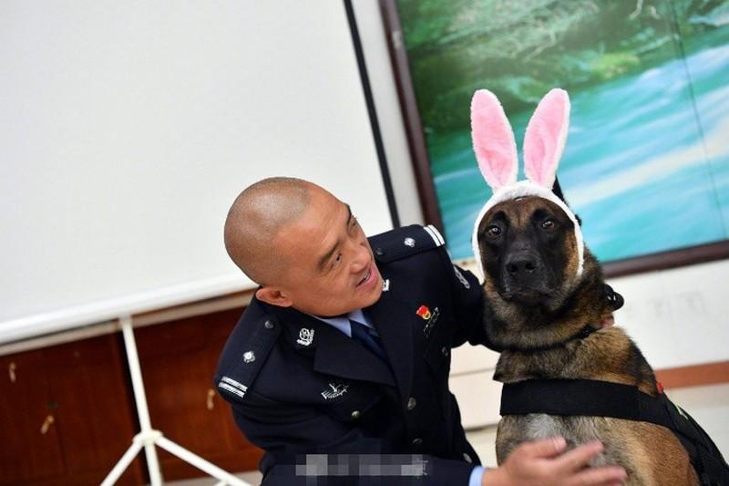 "狼外婆"来了!警察蜀黍给警犬庆生 没想到.