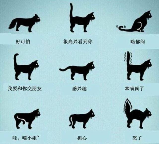 猫咪不会说话,所以他们经常用尾巴来表达自己的情绪.