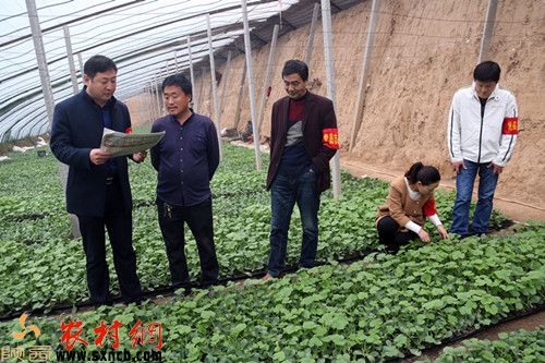 在素有万亩"西北温室黄瓜第一镇"之称的大荔县冯村镇平王村设施农业园