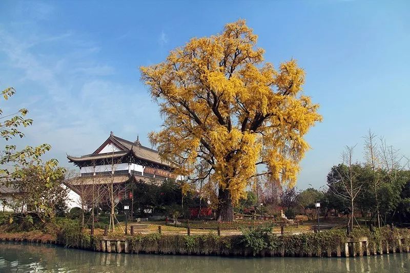 银杏季来梅花洲开启音乐之旅