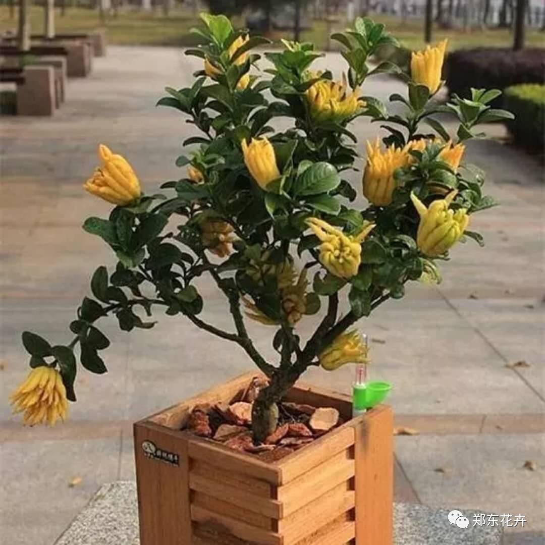 佛手开花多, 适当疏花避免营养供应不良,只保留花序顶端发育完全的一