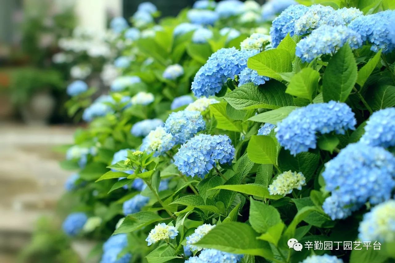 雨中的绣球湖畔花园