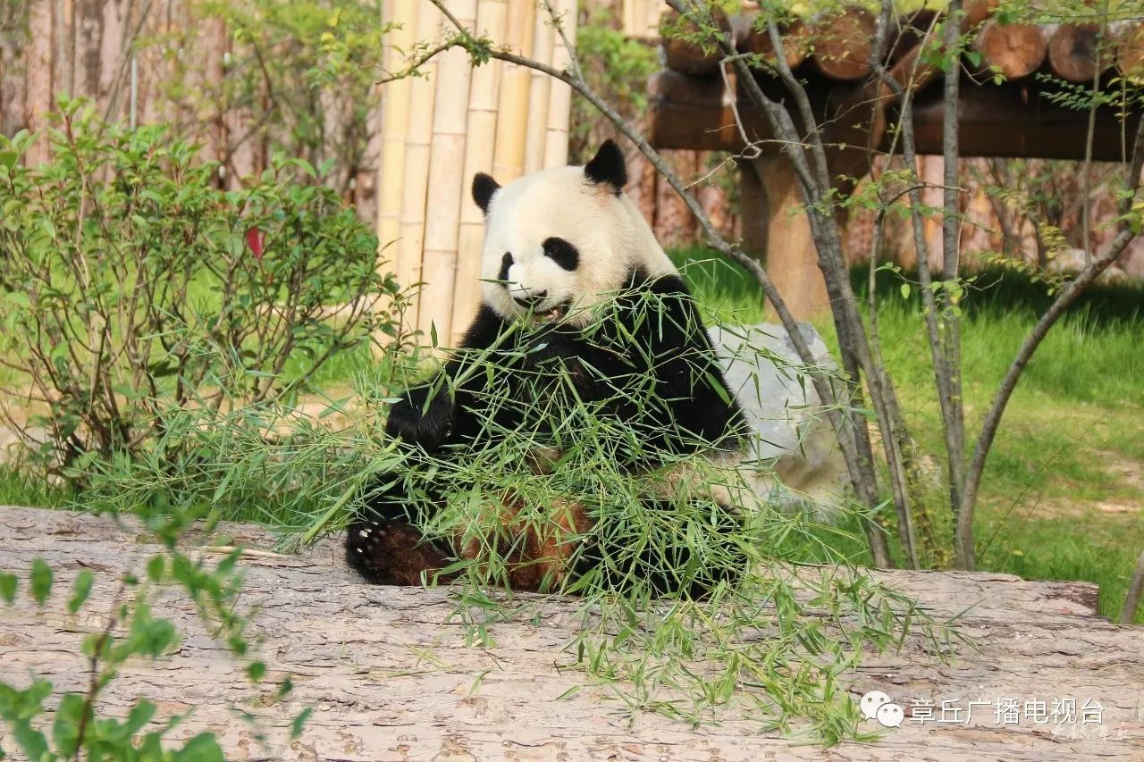 济野动物世界熊猫馆正式开馆周末快带孩子去看圆滚滚吧