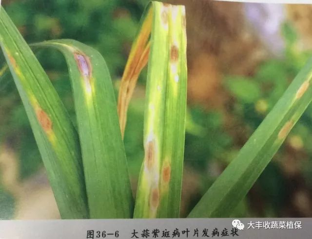 【植保】带你一分钟看懂大蒜病害,建议收藏!