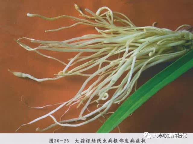 植保带你一分钟看懂大蒜病害建议收藏