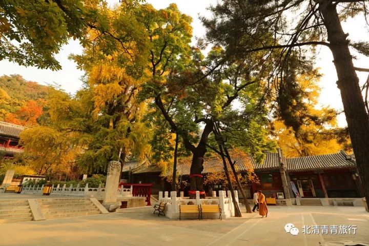 青青旅行 | 10.28 潭柘寺赏帝王树银杏,戒台寺秋色怡人