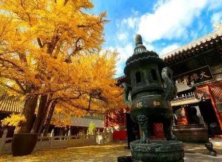 青青旅行 | 10.28 潭柘寺赏帝王树银杏,戒台寺秋色怡人