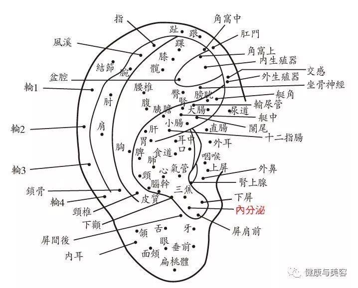 瘦身| 捏捏耳朵就能瘦?你真的没看错!