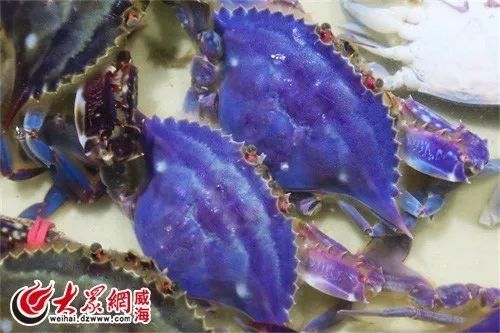 威海现"阿凡达"梭子蟹 通体蓝色极为鲜艳