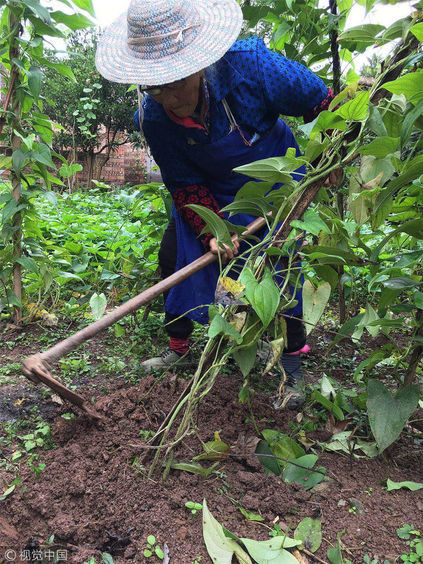 四川宜宾这位104岁老人如今还能种瓜刨地掰包谷!
