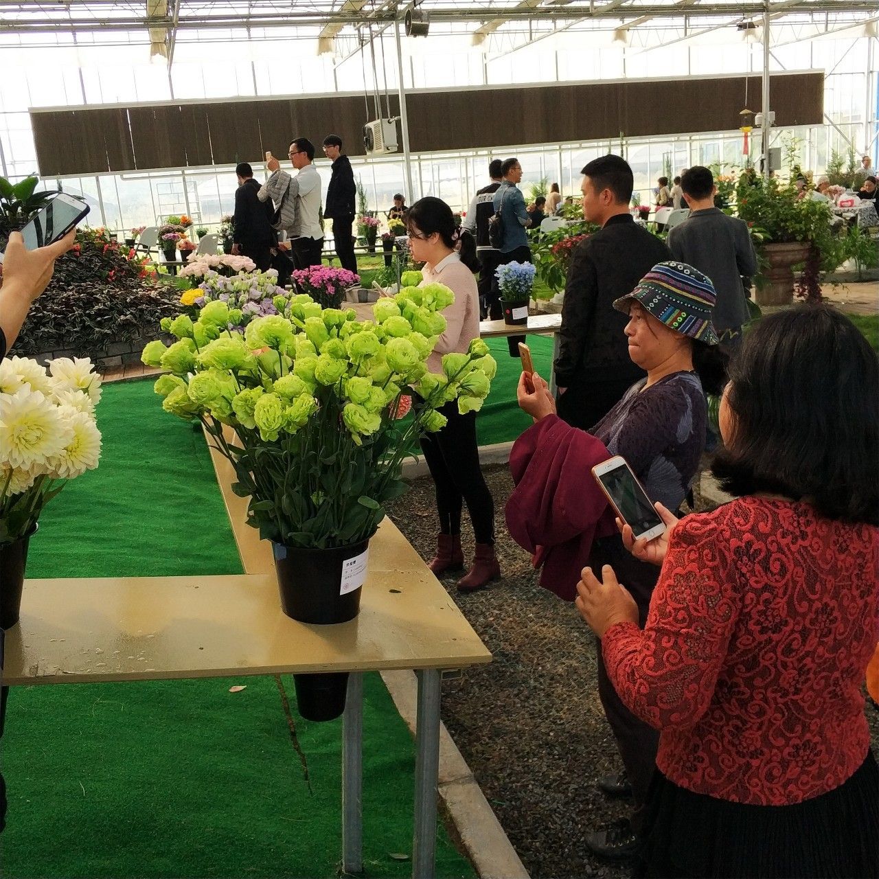 2017花卉展在杭州绿科秀农业公园举行