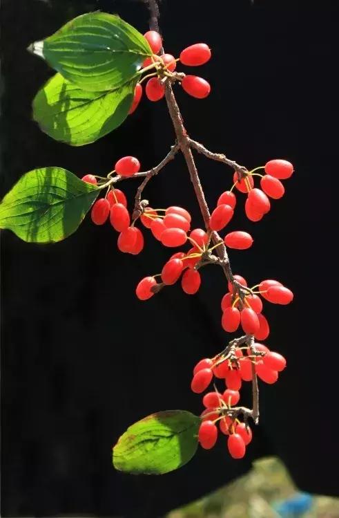 重阳节风俗习惯一览