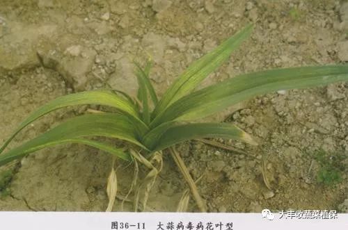 【植保】带你一分钟看懂大蒜病害,建议收藏!