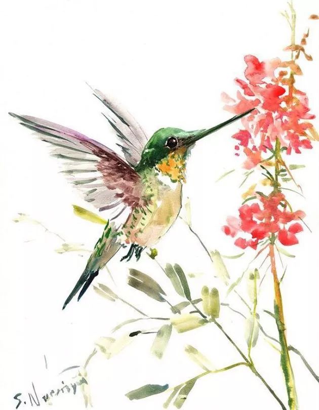 蜂鸟水彩画,艳丽的色彩搭配鸟儿本身的灵气,让整幅画