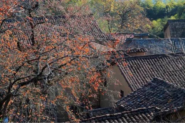 旅游 正文 柿子红了精品民宿位于丽水松阳的沿坑岭头村,村子有近400年