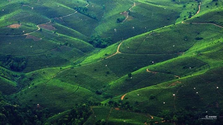 千年香茗今犹在 景迈茶山入梦来