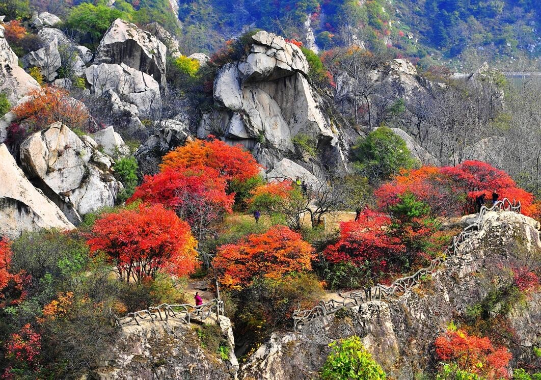 【55周岁以上游客免费啦!】重阳节来翠华山的三大理由