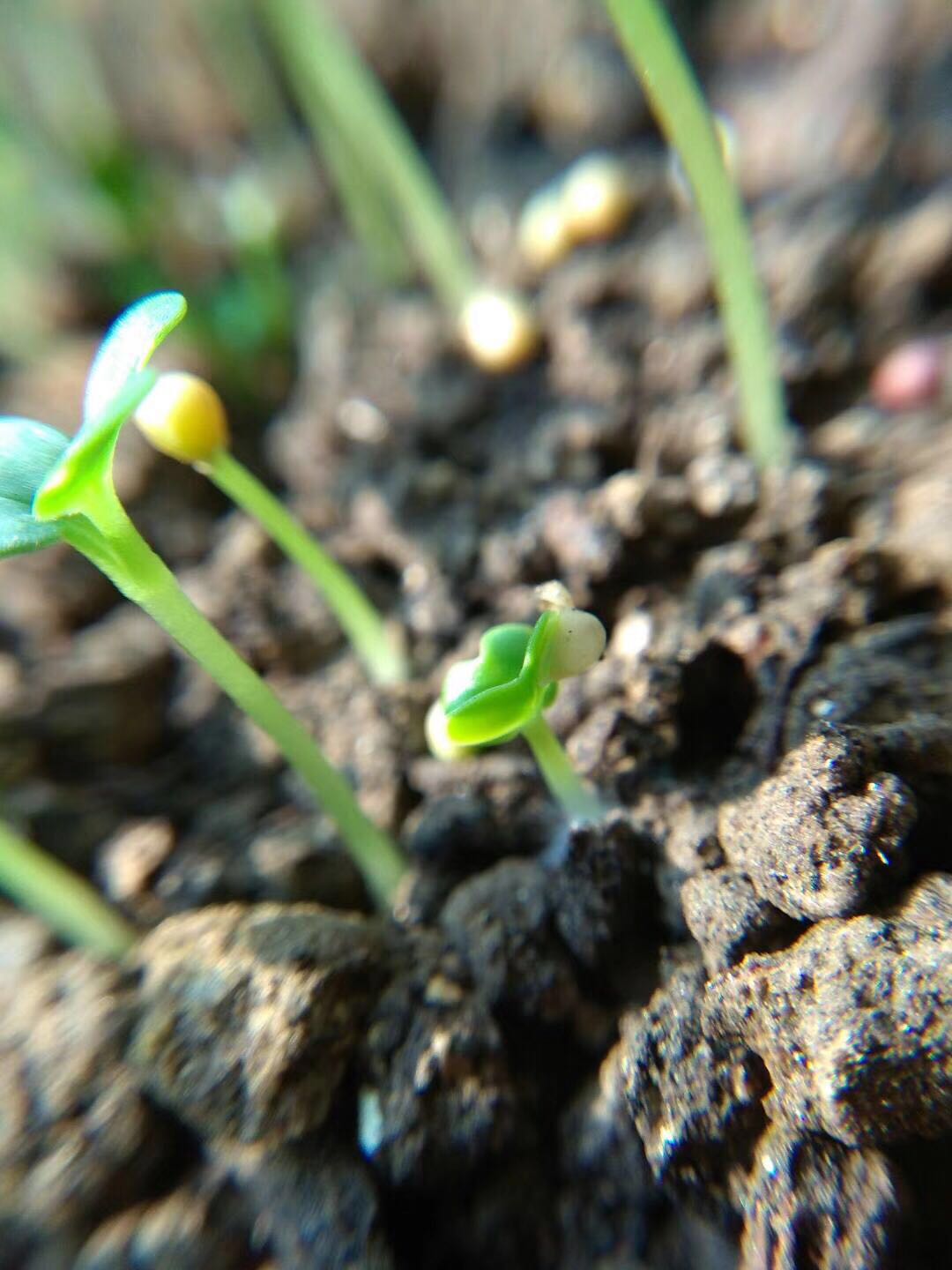 昨日小芽今日苗,一片绿意初长成