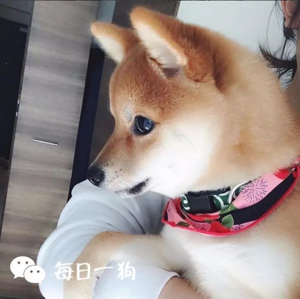 yoroko是一只小豆柴,豆柴是柴犬里的一个小分支,比一般柴犬体型小上一