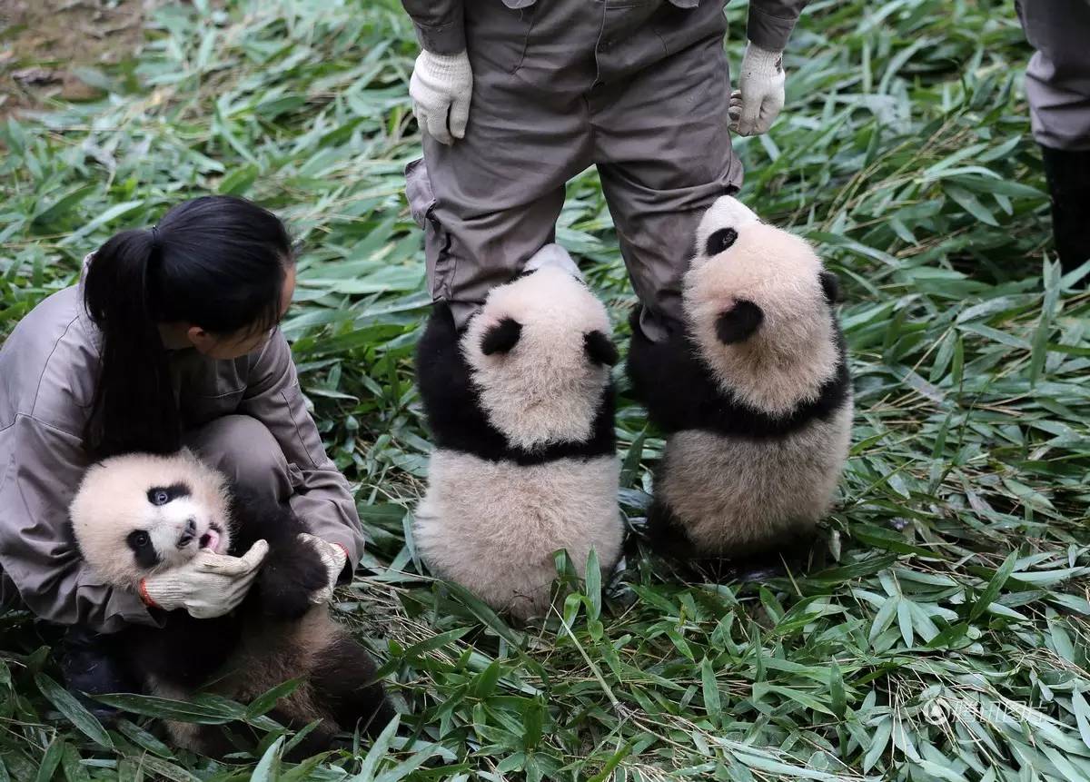 抱熊猫是一种怎样的体验？ - 知乎