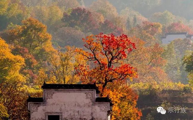 【乐行族|最美秋景】11月篁岭晒秋,梦里塔川,七彩协里,赏皖南秋菊,品