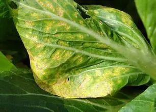 技术|青菜的病虫害防治
