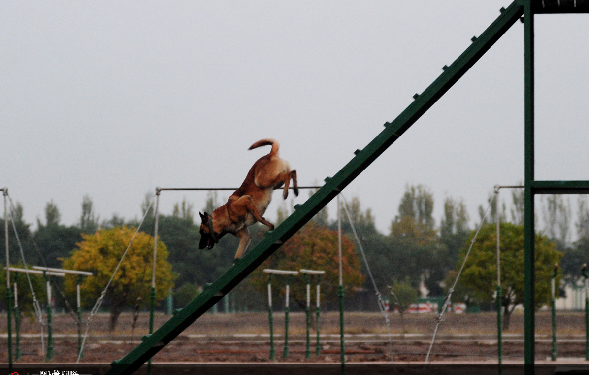 实拍武警警犬训练 飞跃火圈如履平地