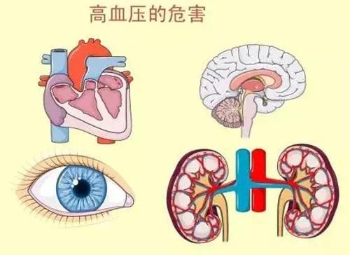 故绝大多数都属于继发性高血压病,治好原发病就可以1