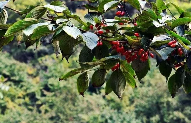 重阳节"插茱萸"指的是哪一种茱萸?