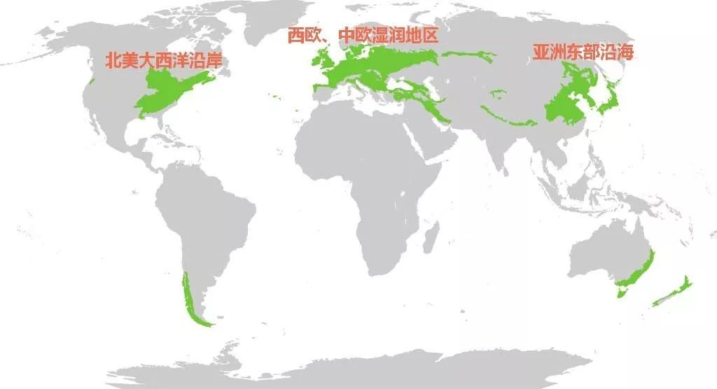温带落叶阔叶林在南半球很少见,主要分布在 北半球三个地区