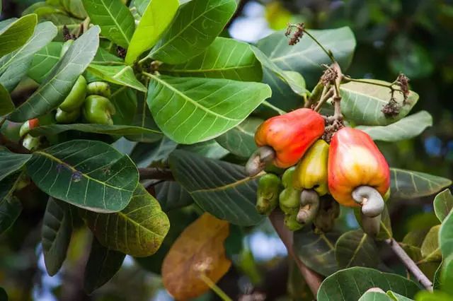 腰果树结出的果实中,最下面深褐色的小果子才是我们通常熟悉的腰果.