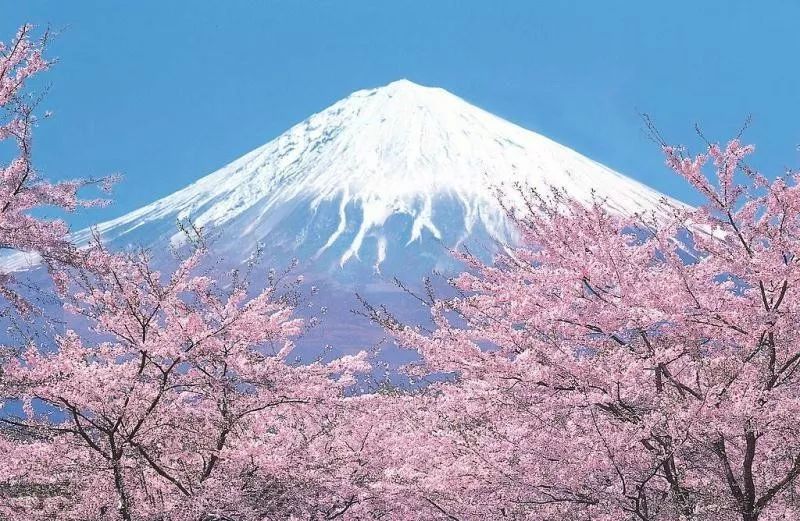 一层雪白的奶盖就像富士山上的雪顶 而粉红的饮品就像盛开的樱花