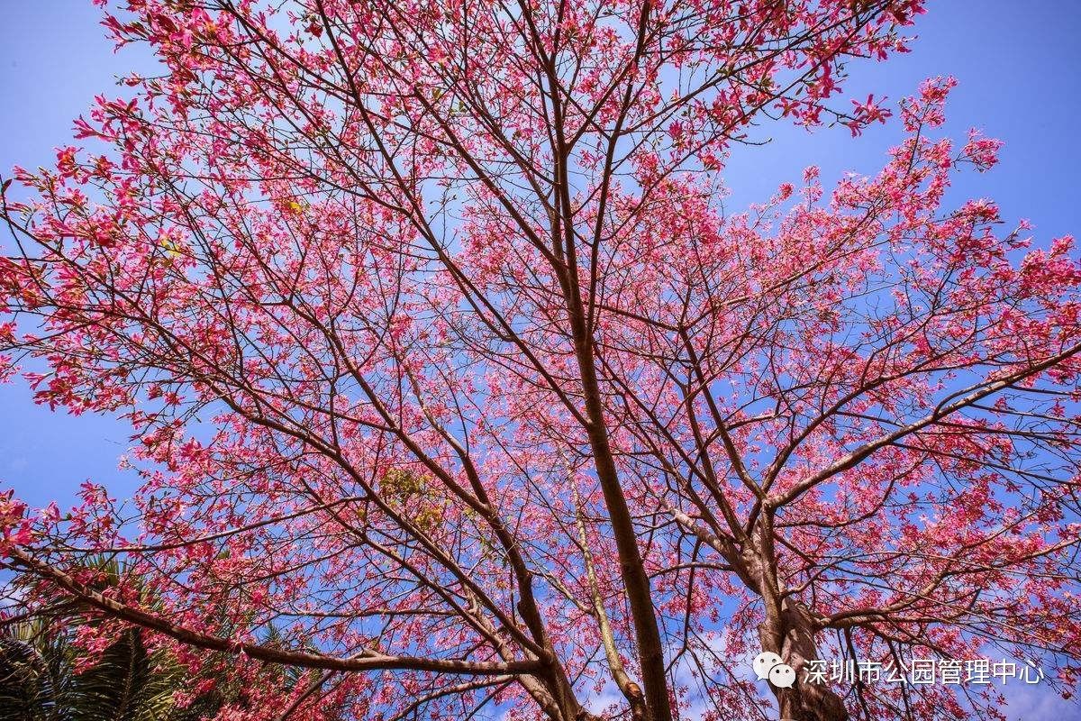 深圳最美的花树在莲花山公园开花