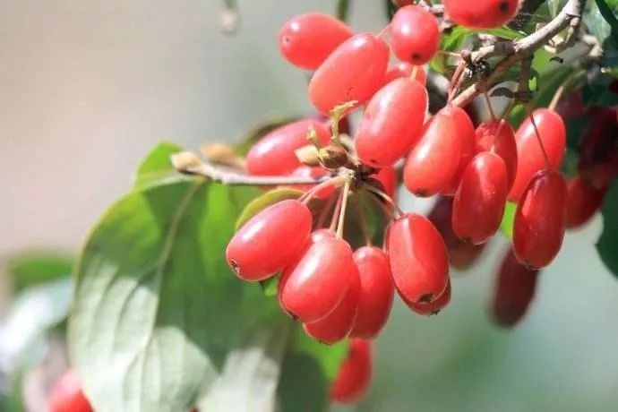 重阳节知多少