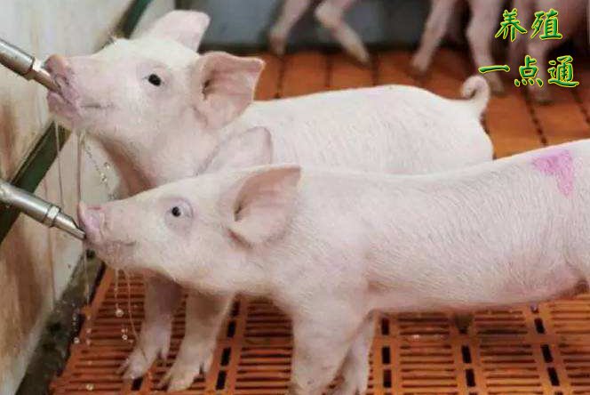 猪饮水水温对猪发育有何影响?秋冬季尤要注意水温