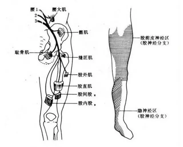 补肾秘诀——强肌松筋腰大肌【另眼解读"腰膝酸软"】