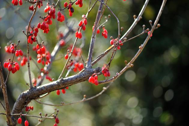 重阳节为什么要插茱萸