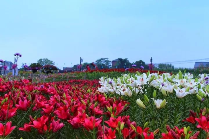 昆明郊野公园