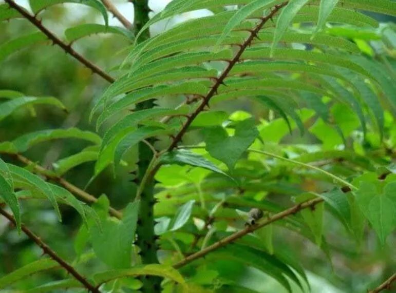 椿叶花椒的茎干有锐刺,图片来源网络成书于北魏末年的《齐民要术》对