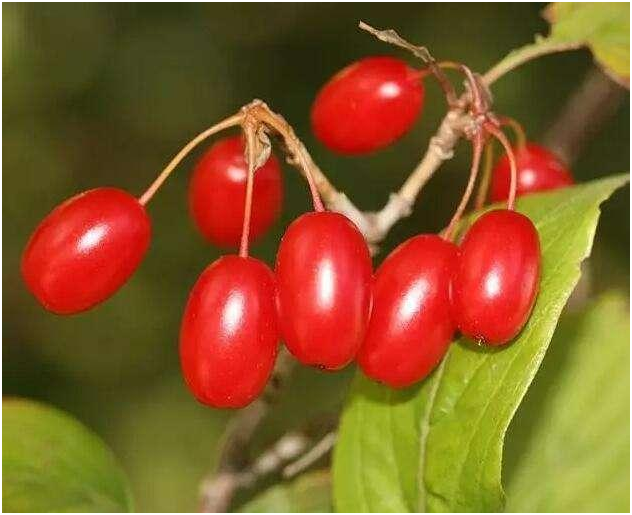 「食光记忆」重阳插茱萸的秘密